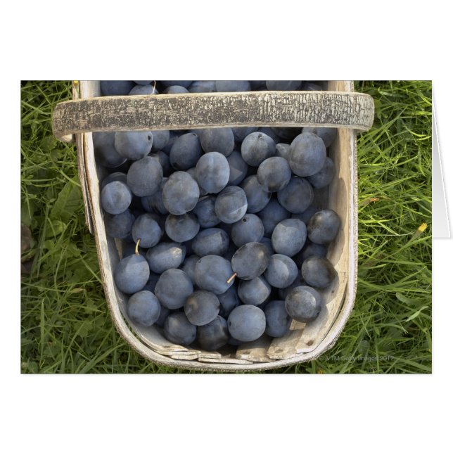 ダムソンス・プルーナス・ドメツ (正面横)