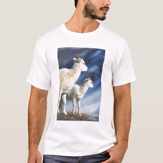 ダラムネン羊(Ovis dalli)の雌羊と子羊 Tシャツ (正面)