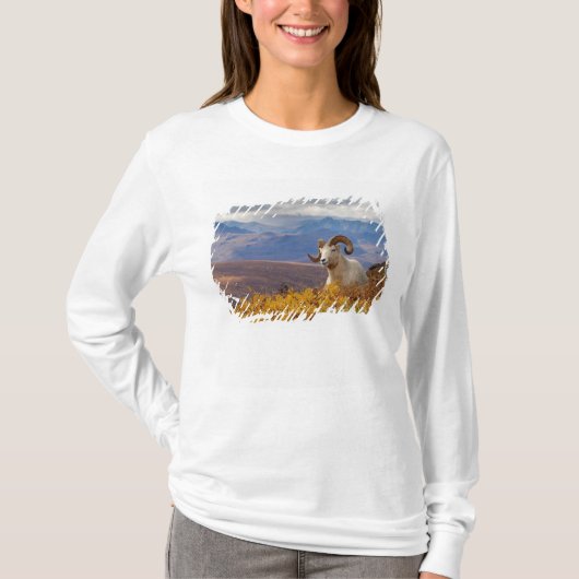 ダラム羊, Ovis dalli,雄羊 Tシャツ (正面)