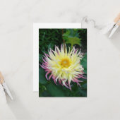 ダリアかわいらしフラワー カード (正面/裏面インサイチュ)