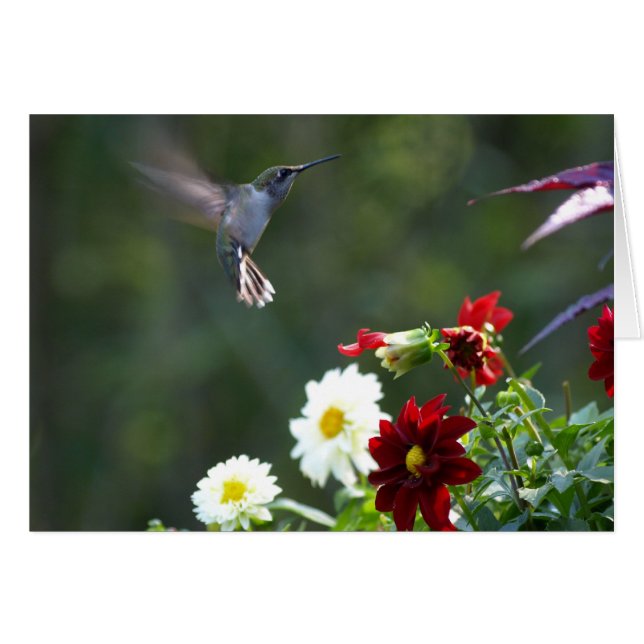 ダリアのハンマー (正面横)