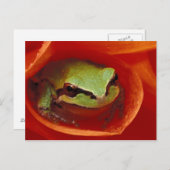 ダリアのパシフィックコーラスカエル。クレジット: ポストカード (正面/裏面)