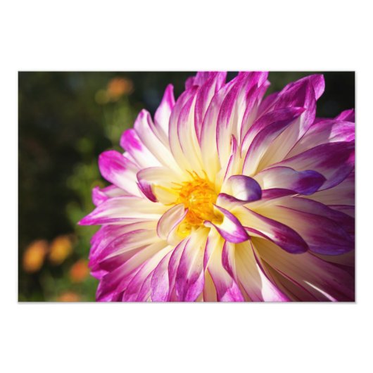 ダリアの写真芸術プリント ダリアの花 フォトプリント            (正面)