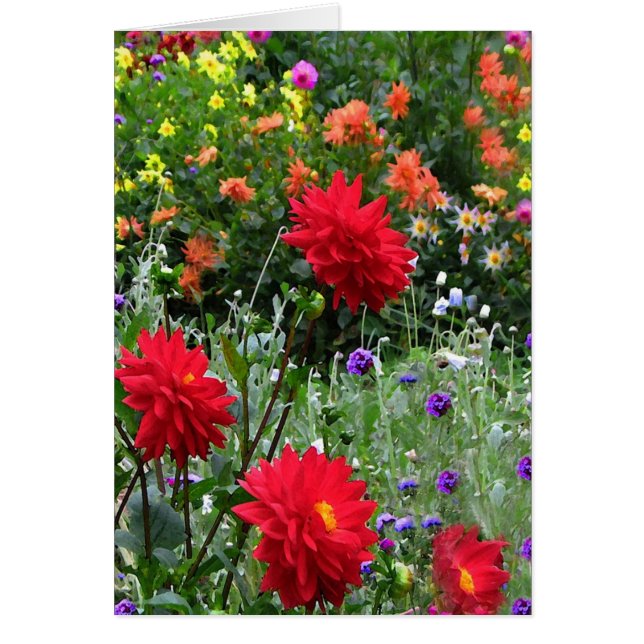 ダリアの庭によっては花の挨拶状が開花します (正面)