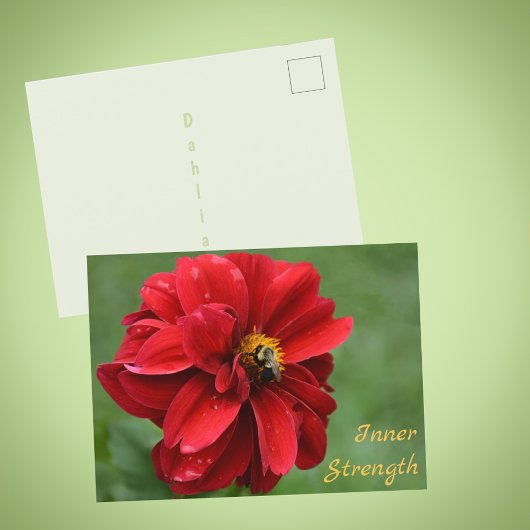 ダリアの花とマルハナバチの写真 ポストカード