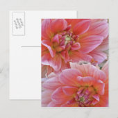 ダリアの花のペア、ダリア属。, ポストカード (正面/裏面)