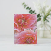 ダリアの花のペア、ダリア属。, ポストカード (スタンド正面)