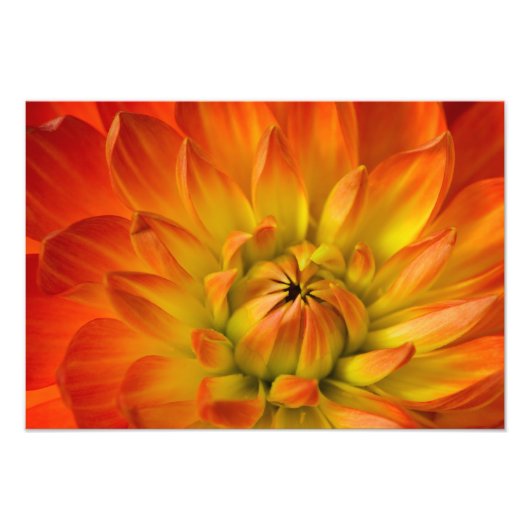 ダリアの花の写真をぴったりと フォトプリント            (正面)