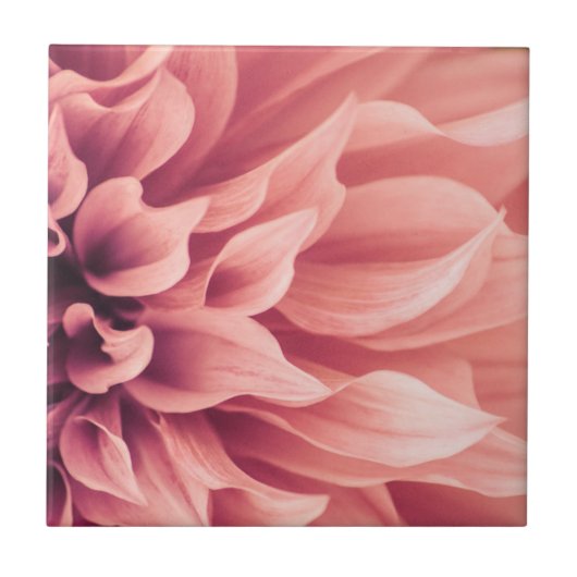 ダリアの花の花 タイル (正面)