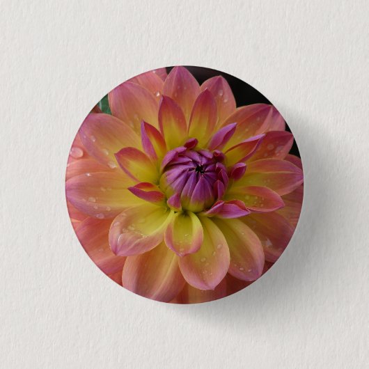 ダリアの花の開花 缶バッジ (正面)