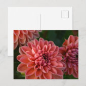 ダリアの花 ポストカード (正面/裏面)