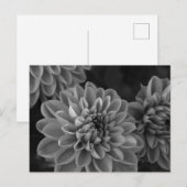 ダリアの花 (モノクロ) ポストカード (正面/裏面)