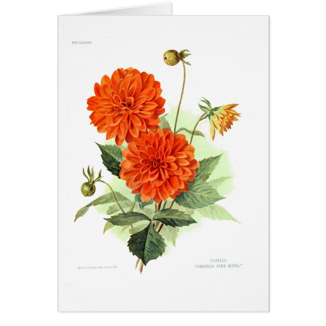 ダリアの「オレンジ火King (正面)