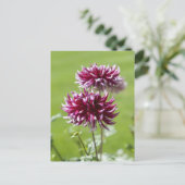 ダリアはがき ポストカード (スタンド正面)