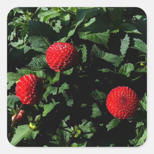 ダリアアイリッシュグロー#1シール スクエアシール (正面)