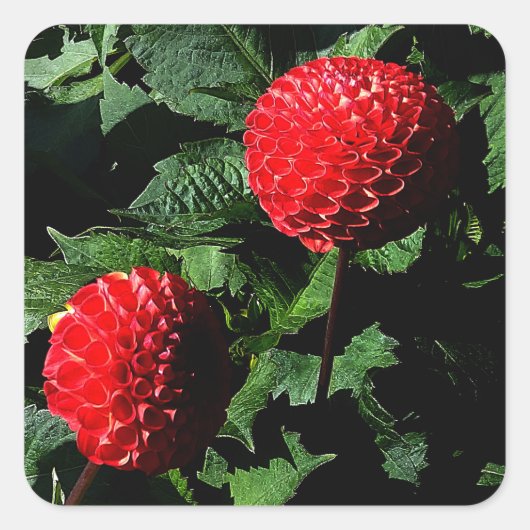 ダリアアイリッシュグロー#1-2シール スクエアシール (正面)