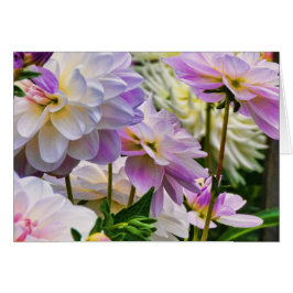 ダリアカラフルフラワーサマーガーデン