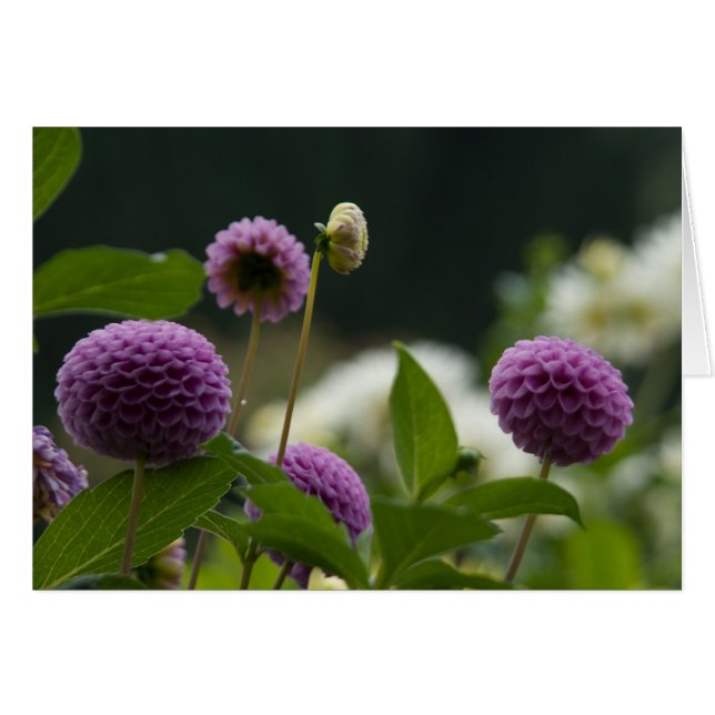 ダリアカード (正面横)