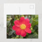 ダリアコッキネア ポストカード (正面/裏面)