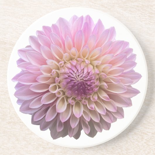 ダリアコラリー、ピンクの花 コースター (正面)