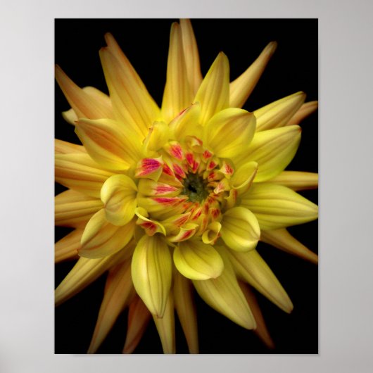 ダリアコロナイエロー ポスター (正面)