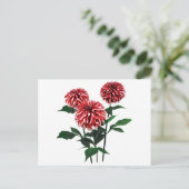 ダリアサンタクロース シーズンポストカード (スタンド正面)