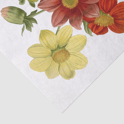 ダリアスオレンジホワイトイエローレッドフラワーフローラ 薄葉紙 (詳細)