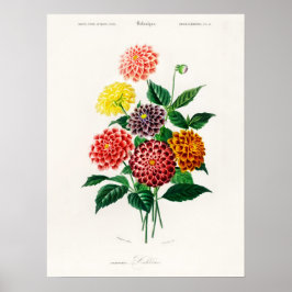 ダリアチャールズデッサリーヌD'オービニーヴィンテージブック ポスター