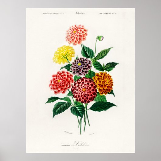 ダリアチャールズデッサリーヌD'オービニーヴィンテージブック ポスター (正面)