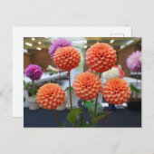 ダリアバラトスカノ#1はがき ポストカード (正面/裏面)