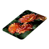 ダリアパムハウデン#1磁石 マグネット (左側)