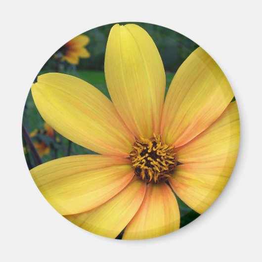 ダリアビショップオブヨーク マグネット (正面)