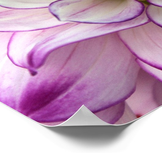 ダリアポスター ポスター (角)