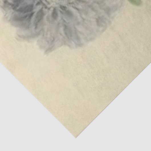 ダリアレディフローラデクページ紙ヴィンテージ 薄葉紙 (詳細)