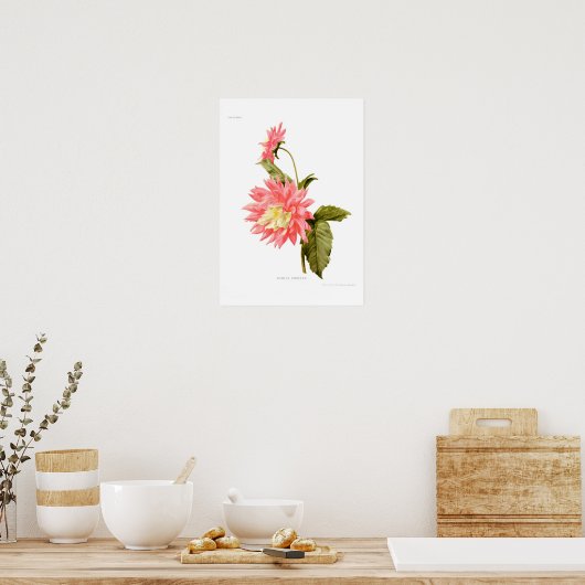 ダリアローレライ ポスター (キッチン)