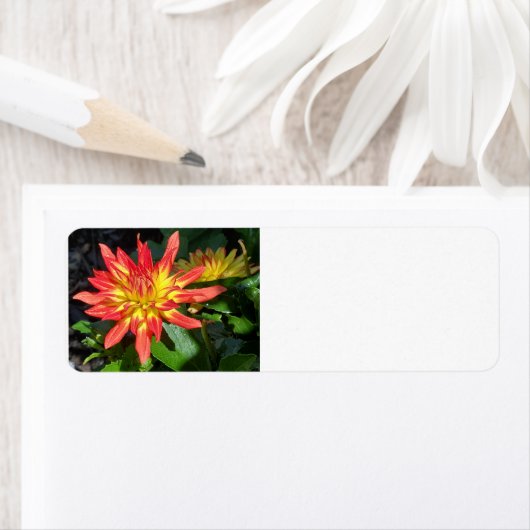 ダリア住所 シール (インサイチュ)