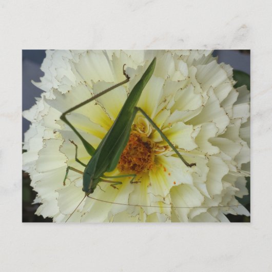 ダリア1 – 教育用ブラインファルト ポストカード (正面)