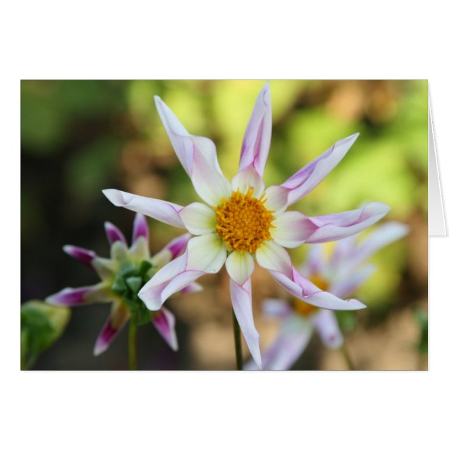 ダリア、ウィリーウィリー (正面横)