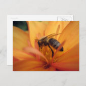 ダリア（オレンジ） ポストカード (正面/裏面)