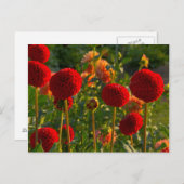 ダリア、ダリア農場、オレゴン州キャンビー、アメリカ 3 ポストカード (正面/裏面)