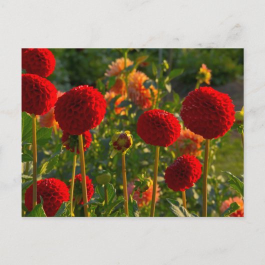 ダリア、ダリア農場、オレゴン州キャンビー、アメリカ 3 ポストカード (正面)