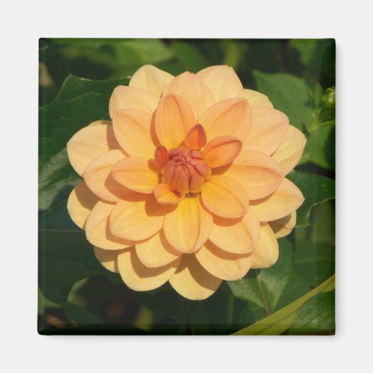 ダリア「ダヴィッドハワード」 マグネット (正面)