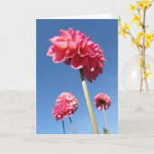 ダリア、ピンクの背の高い花の低い角度と青空 カード (黄色い花)