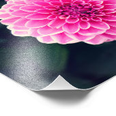 ダリア「ピンクシルビア」の花 フォトプリント            (角)