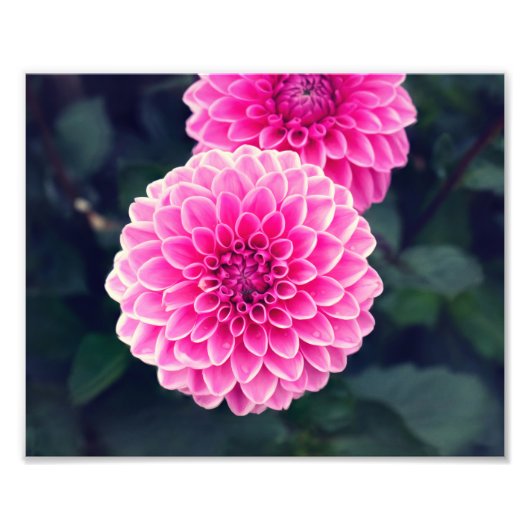 ダリア「ピンクシルビア」の花 フォトプリント            (正面)