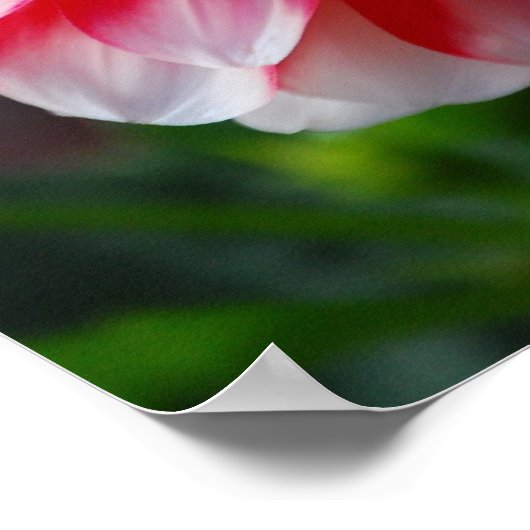 ダリア ポスター (角)