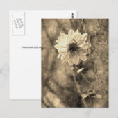 ダリア ポストカード (正面/裏面)