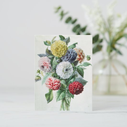 ダリア ポストカード (スタンド正面)