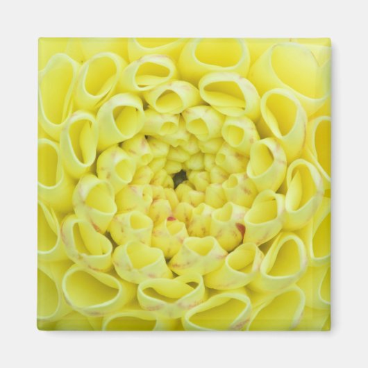 ダリア マグネット (正面)