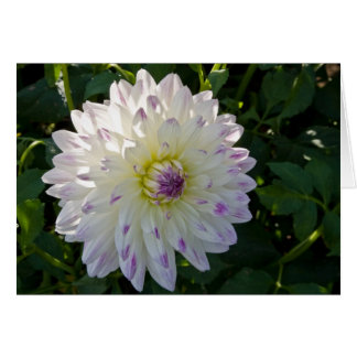 ダリア、マルグレットエレン